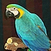   MACAW'S